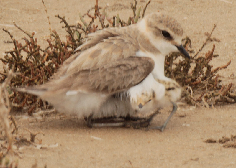 Corriol camanegre (Charadrius alexandrinus). 3/5