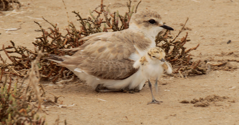 Corriol camanegre (Charadrius alexandrinus). 4/5