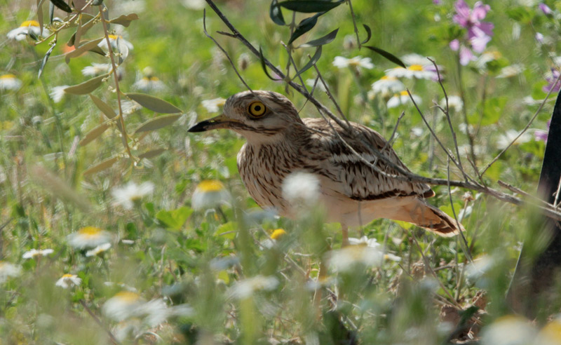 Torlit (Burhinus oedicnemus)