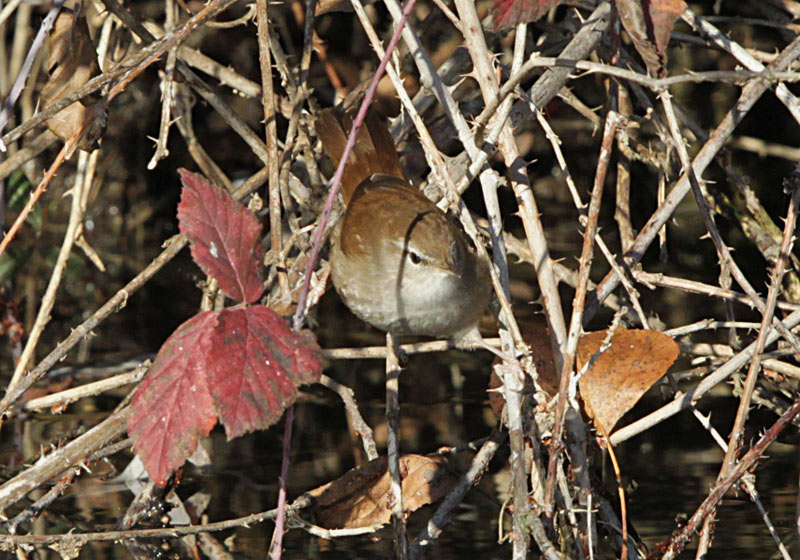 Rossinyol bord  (Cettia cetti) )