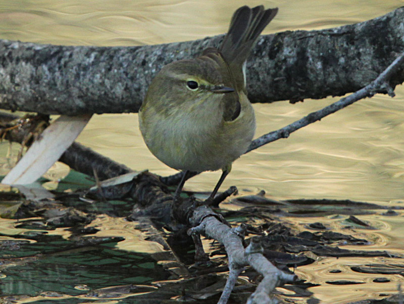 Mosquiter comú (Phylloscopus collybita)