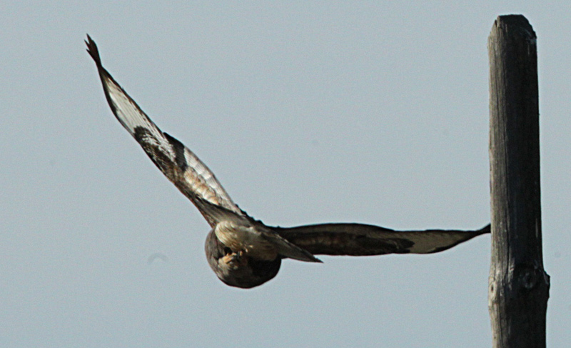 Aligot comú (Buteo buteo)