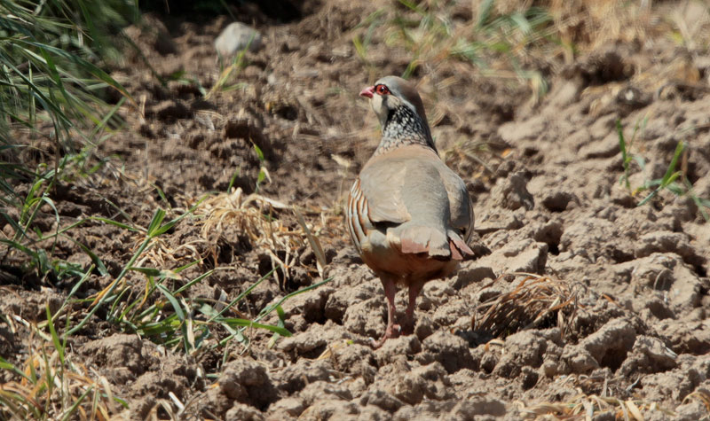 Perdiu comuna (Alectoris rufa)