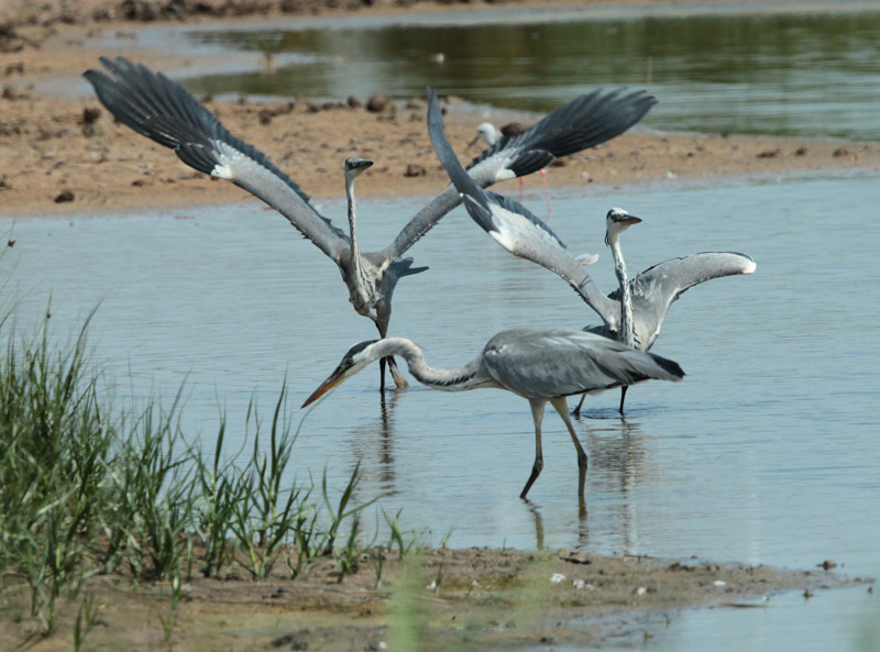 Bernat pescaire.