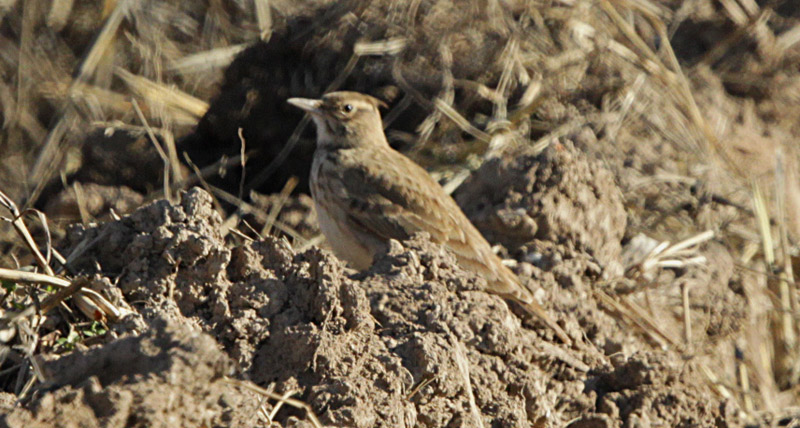 Cogullada vulgar (Galerida cristata)