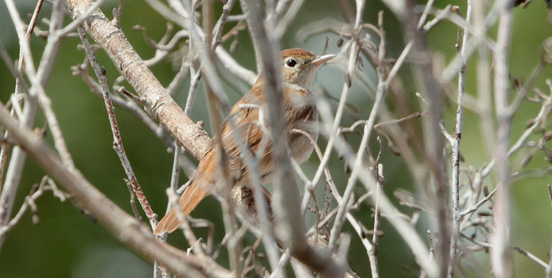 Boscarla de canyar (Acrocephalus scirpaceus)