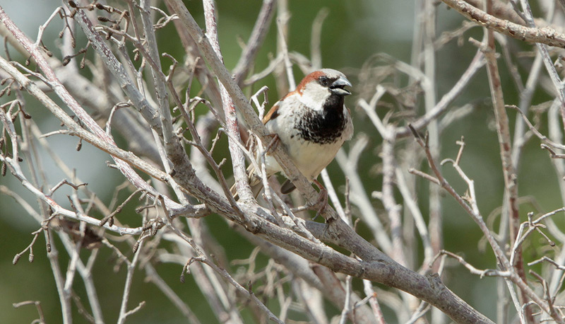 Pardal comú mascle (Passer domesticus)