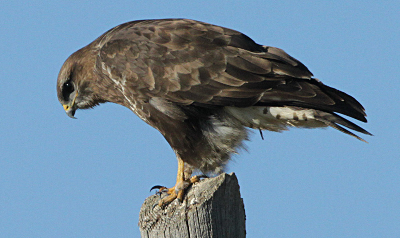 Aligot comú (Buteo buteo)