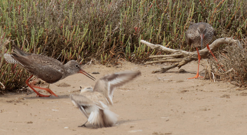 Corriol camanegre mascle (Charadrius alexandrinus)