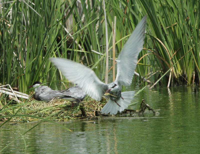 Xatrac comú (Sterna hirundo) .