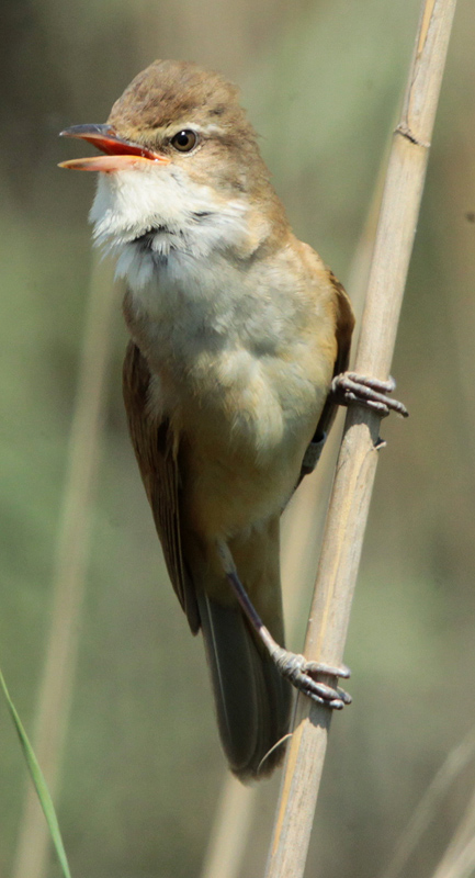 Balquer (Acrocephalus arundinaceus) Sylviidae.