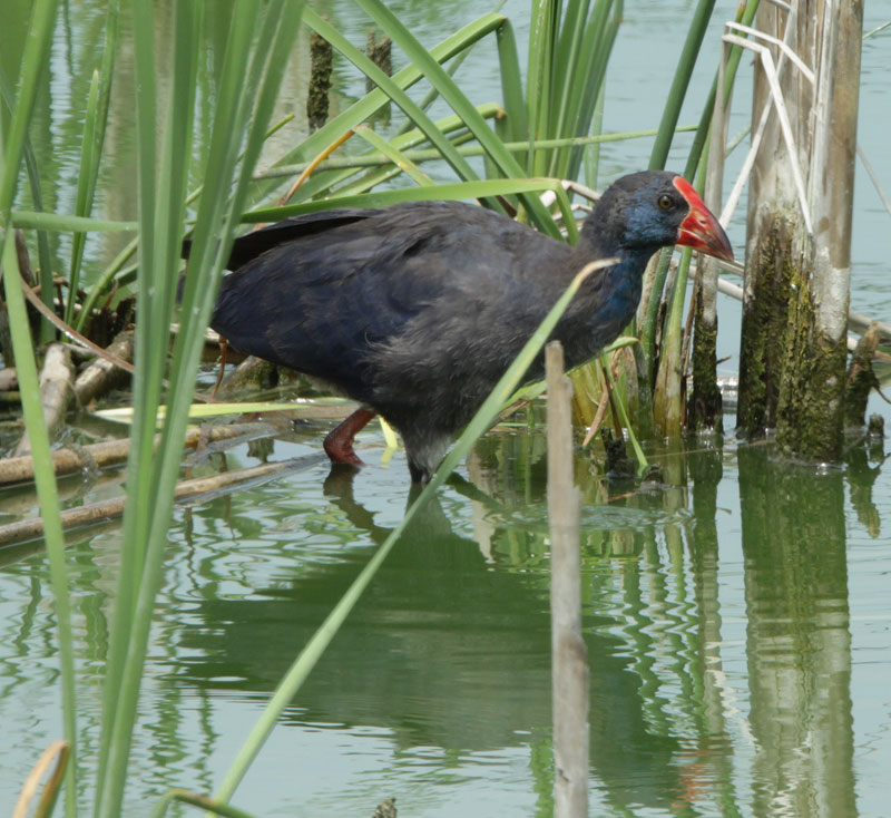 Polla blava (Porphyrio porphyrio).