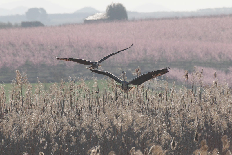 Bernat pescaire (Ardea cinerea)