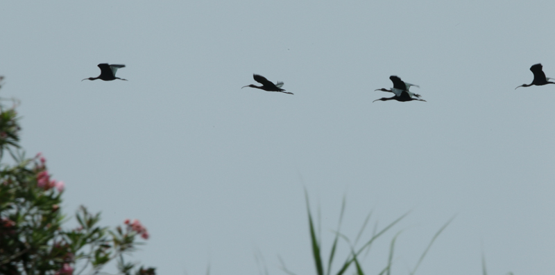 Capó reial (Plegadis falcinellus).