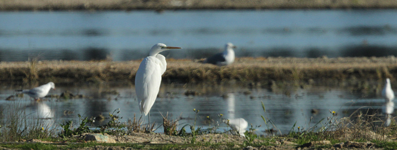 Agró blanc (Ardea alba