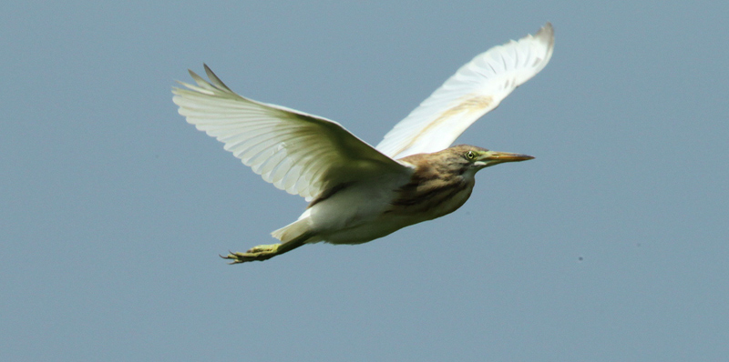 Martinet Ros (Ardeola ralloides).