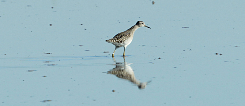 Valona (Tringa glareola)