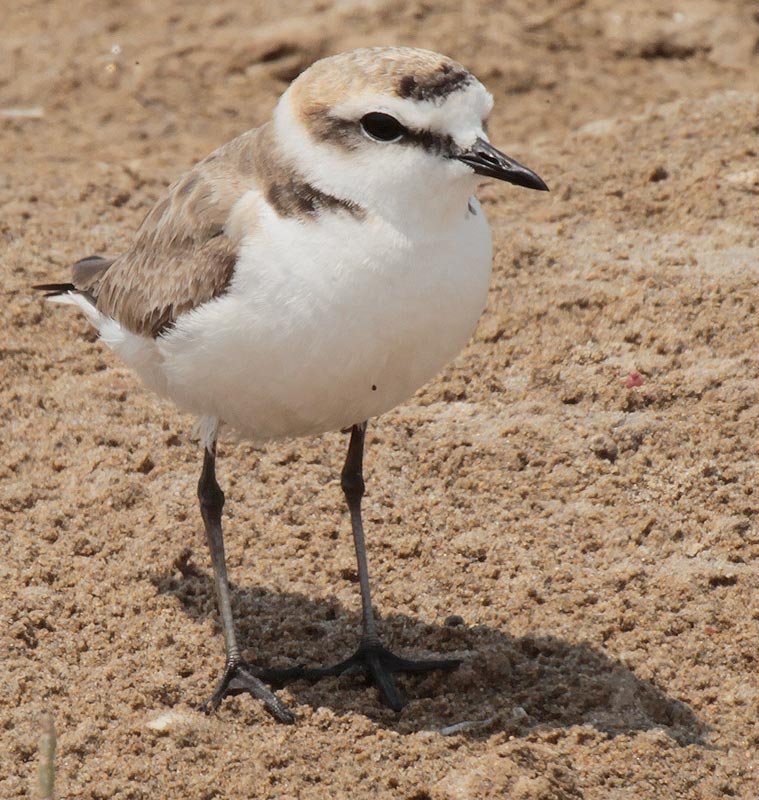 Corriol camanegre mascle (Charadrius alexandrinus)