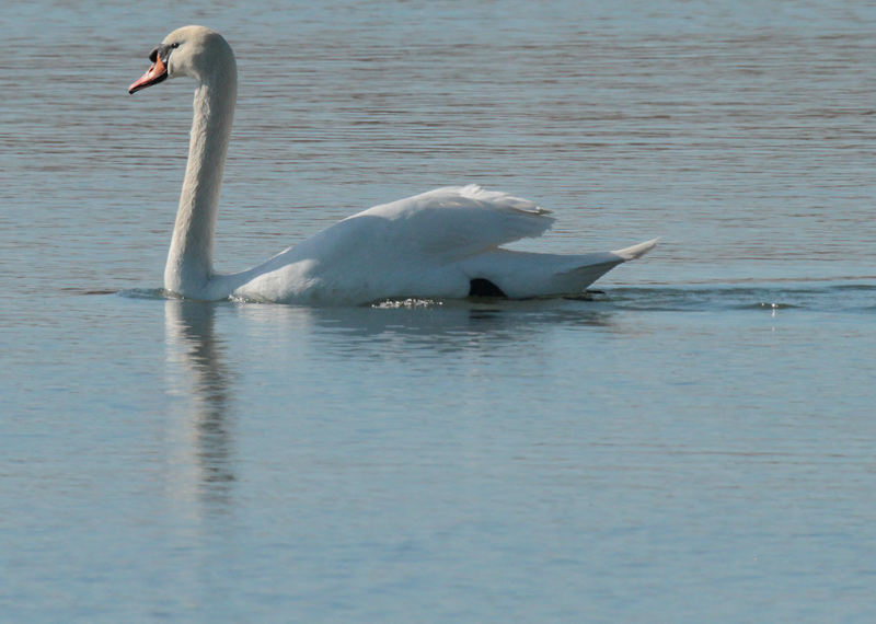 Cigne mut (Cygnus olor) Anatidae