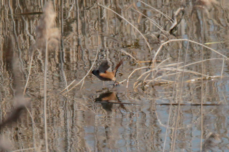 Mallerenga de bigotis (Panurus biarmicus)