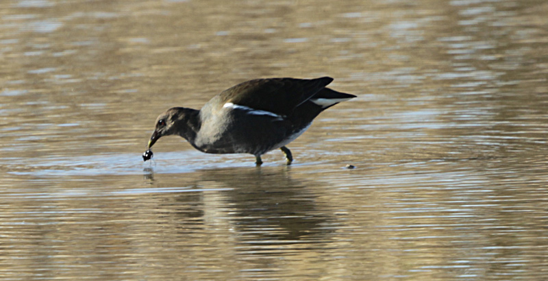 Polles d'aigua (Gallinula chloropus)