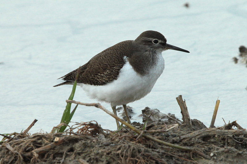 Xivitona vulgar (Actitis hypoleucos).