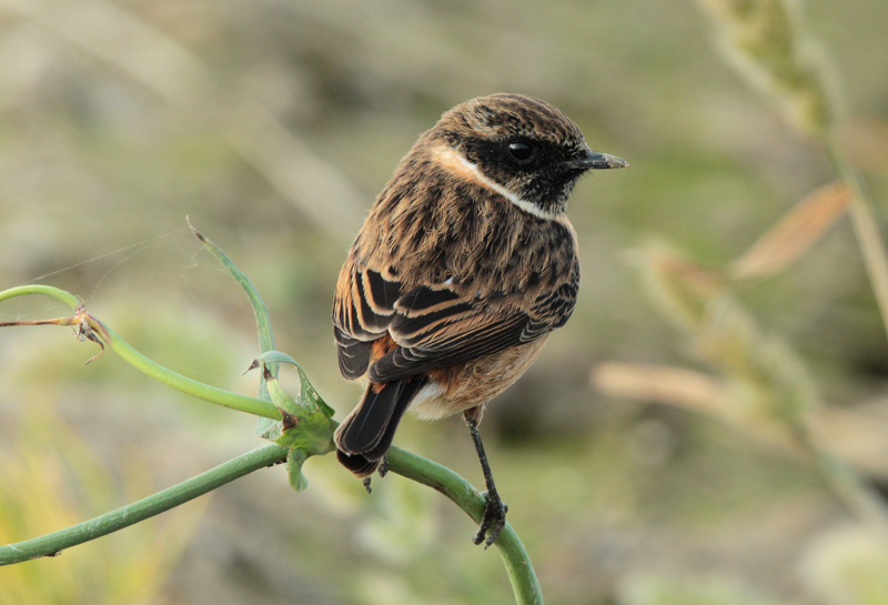 Bitxac comú mascle (Saxicola torquatus).