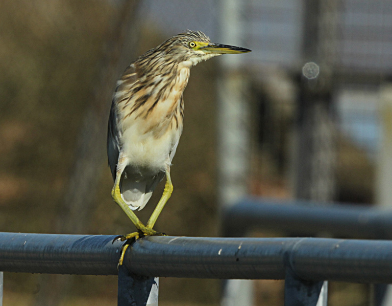 Martinet Ros (Ardeola ralloides)