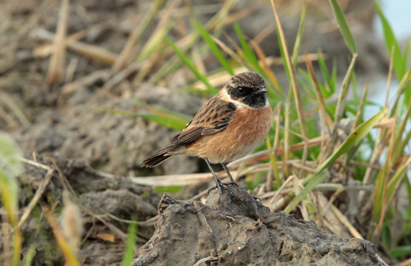 Bitxac comú mascle (Saxicola torquatus).