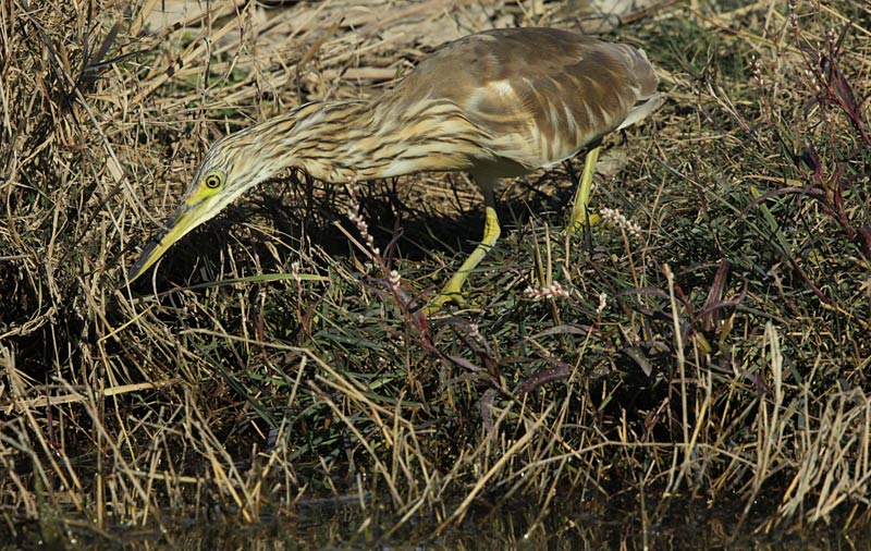 Martinet Ros (Ardeola ralloides)