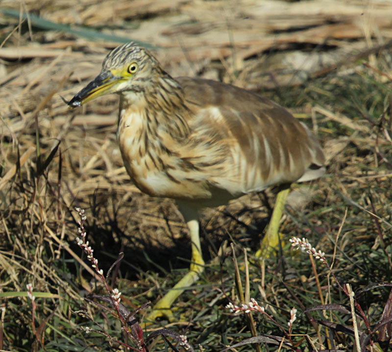 Martinet Ros (Ardeola ralloides)