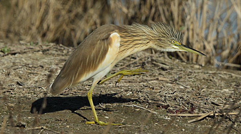 Martinet Ros (Ardeola ralloides)