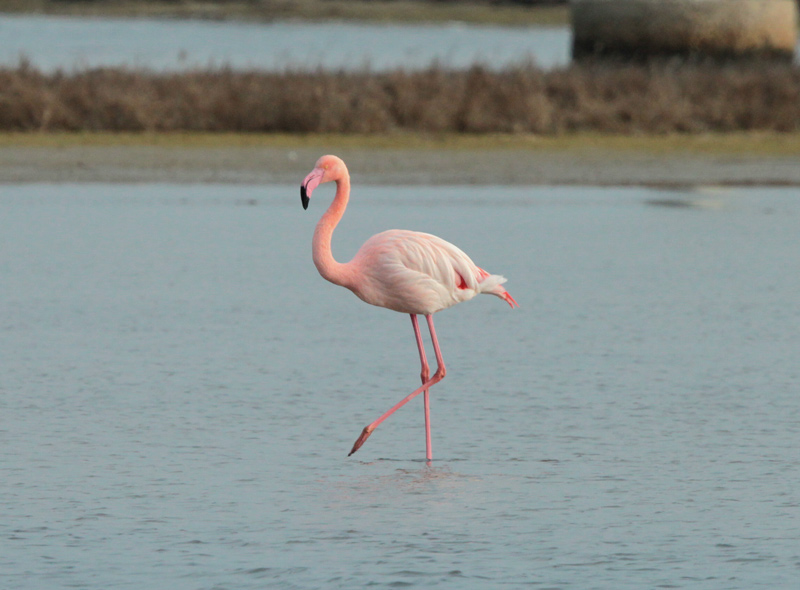 Flamenc rosat.