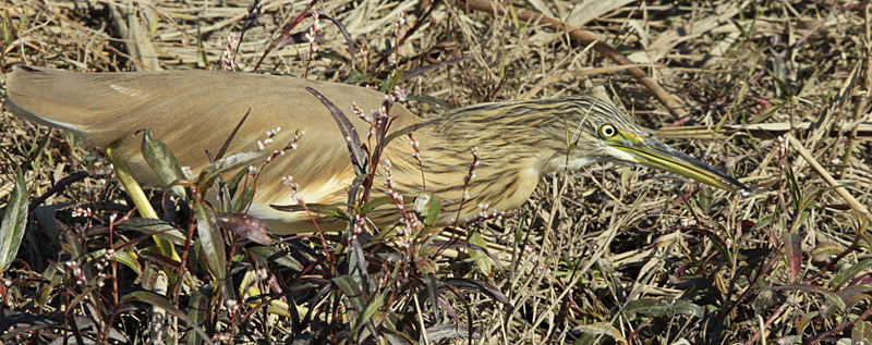 Martinet Ros (Ardeola ralloides)