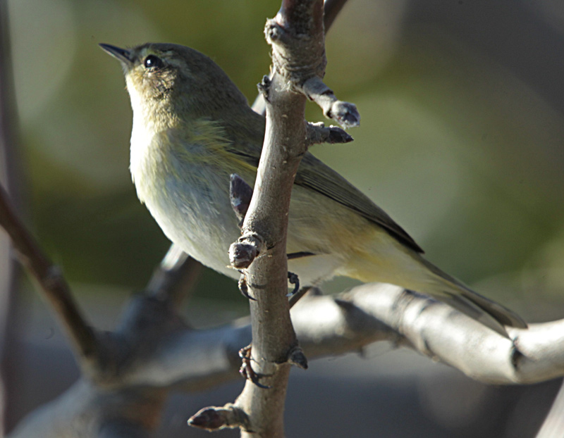 Mosquiter comú, (Phylloscopus collybita)