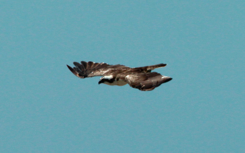 Àguila peixatera.