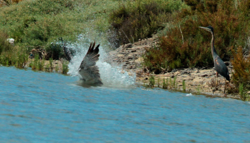 Àguila peixatera.