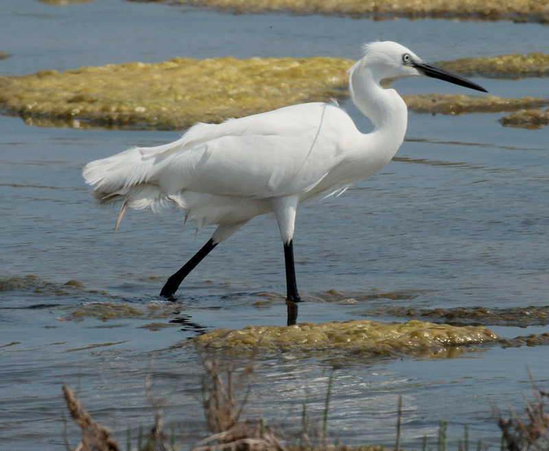 Martinet blanc (Egretta garzetta)