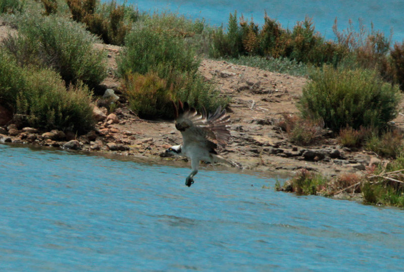 Àguila peixatera.