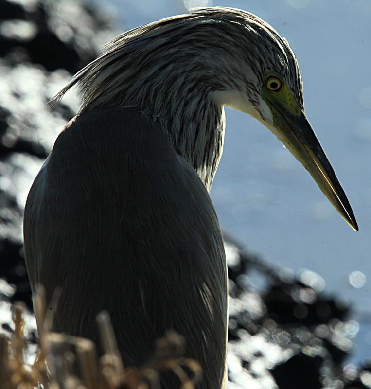 Martinet Ros (Ardeola ralloides)