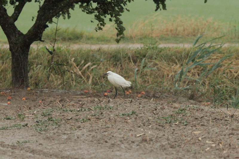 Martinet blanc.