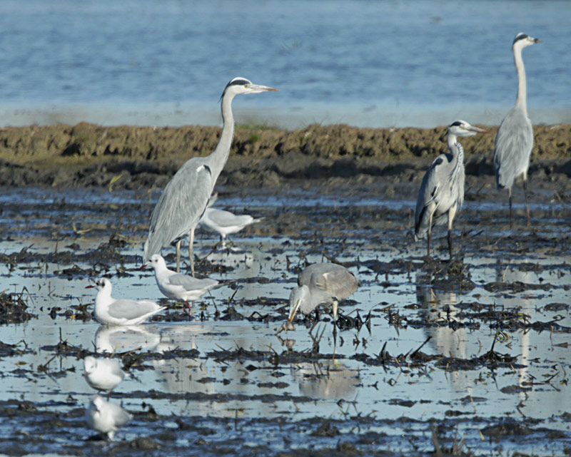 Bernat pescaire  (Ardea cinerea)