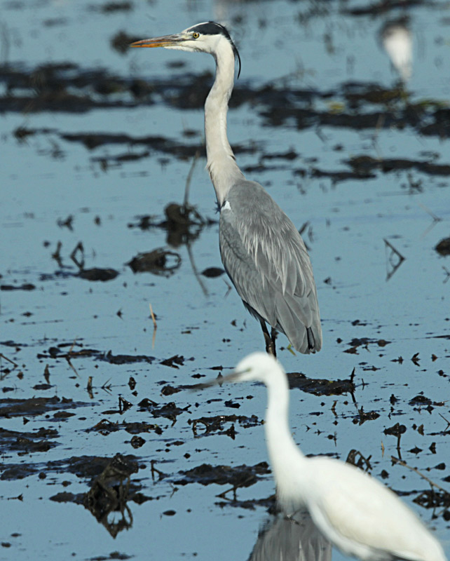 Bernat pescaire  (Ardea cinerea)