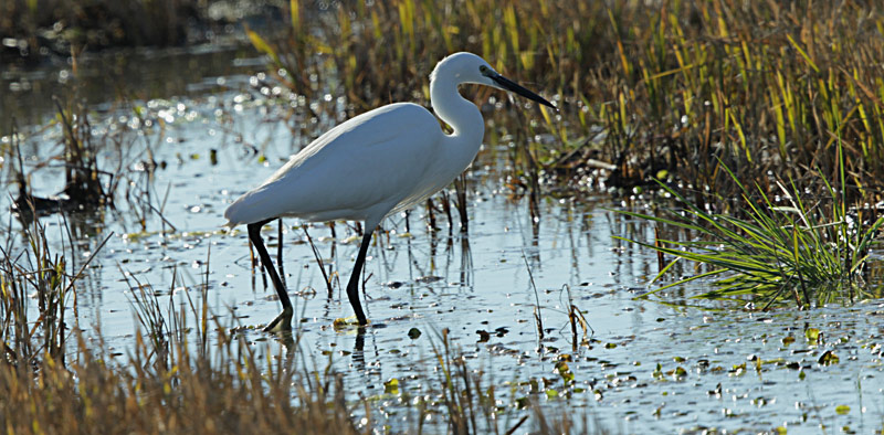 Martinet blanc (Egretta garzetta)