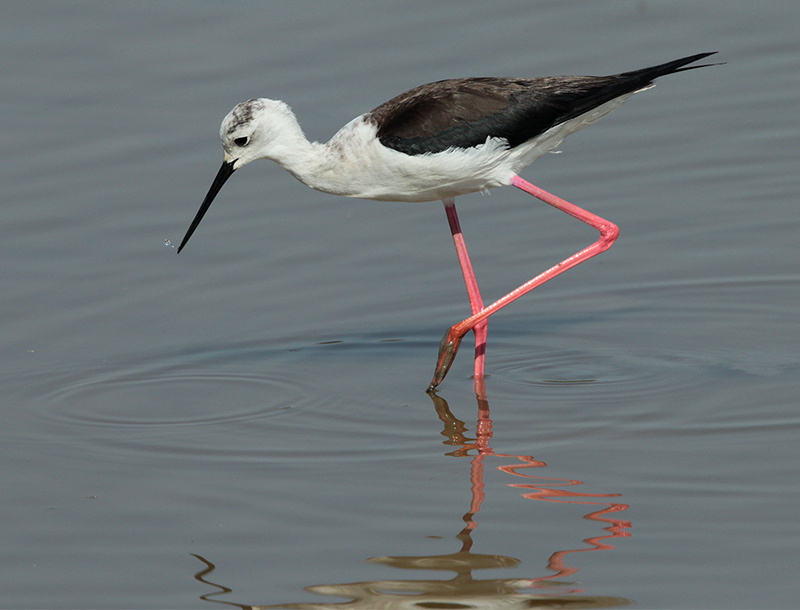 Cames llargues (Himantopus himantopus)