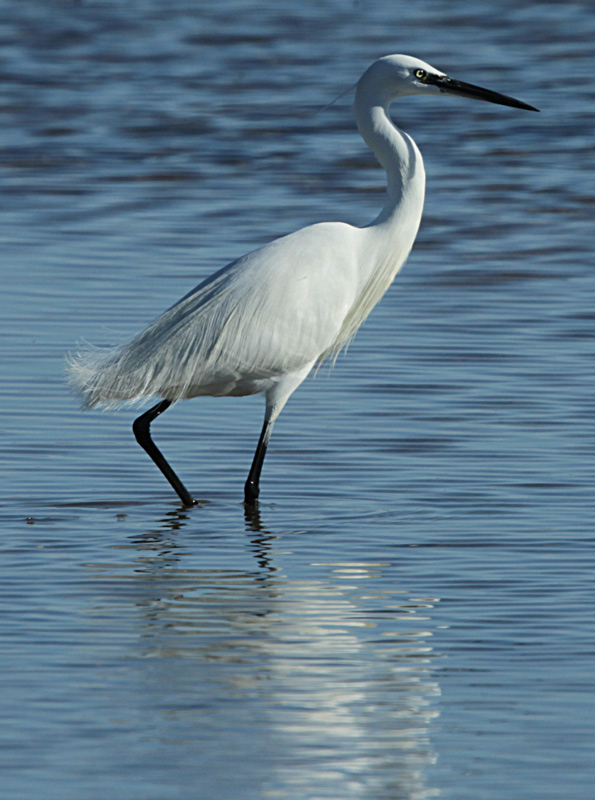 Martinet blanc (Egretta garzetta