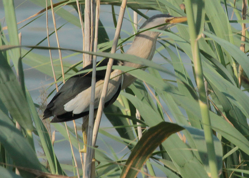 Martinet menut (Ixobrychus minutus)