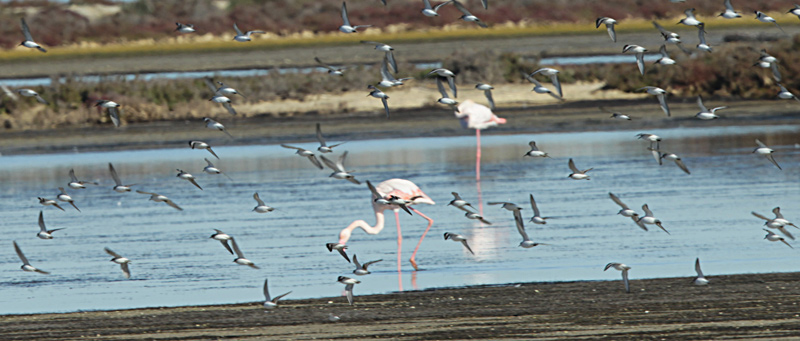 Territ tresdits  (Calidris alba)