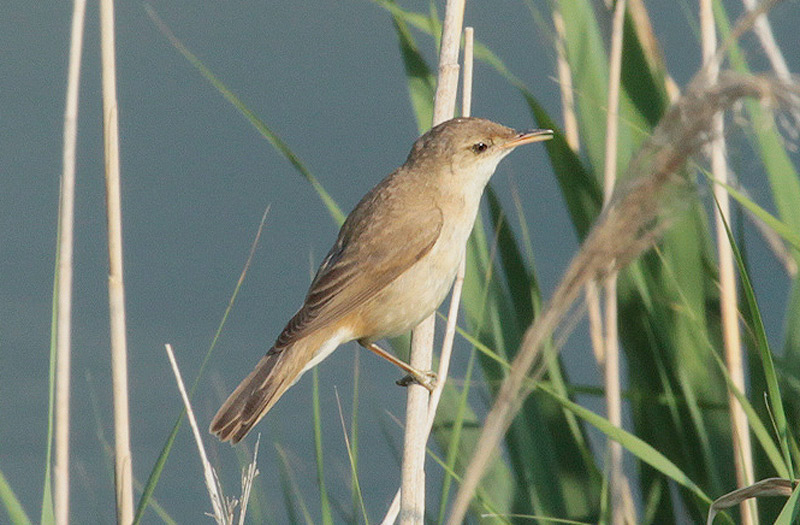 Balquer (Acrocephalus arundinaceus)