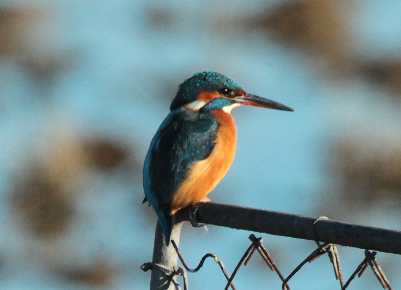 Blauet.